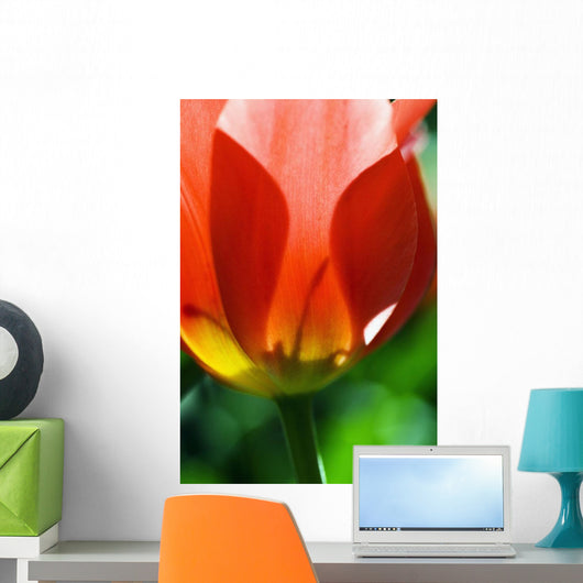 Red Tulip Wall Mural