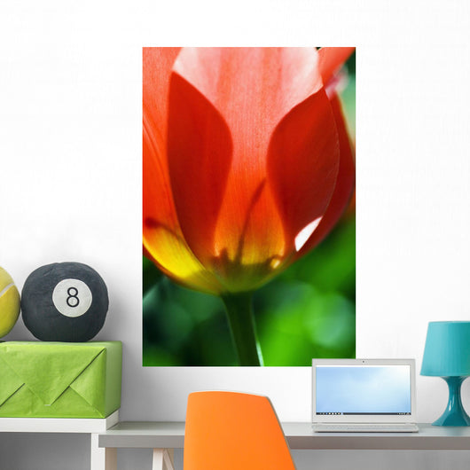 Red Tulip Wall Mural