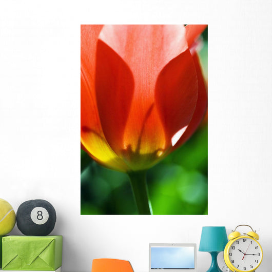 Red Tulip Wall Mural
