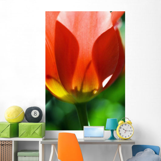 Red Tulip Wall Mural