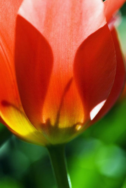 Red Tulip Wall Mural