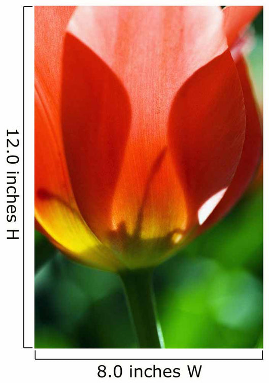 Red Tulip Wall Mural