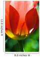 Red Tulip Wall Mural