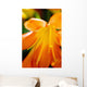 Extreme Close-up Bright Orange Wall Decal