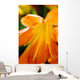 Extreme Close-up Bright Orange Wall Decal