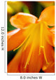 Extreme Close-up Bright Orange Wall Decal