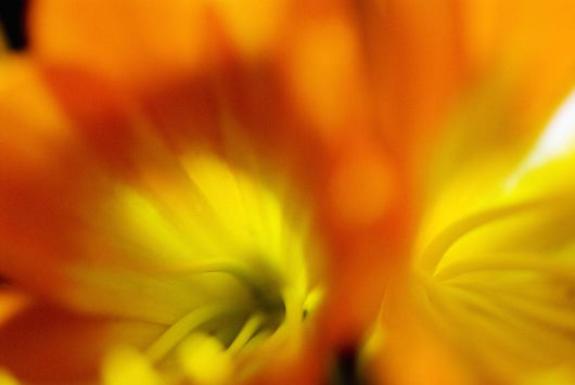 Extreme Close-up Two Orange Wall Decal
