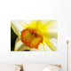 White Daffodil Selective Focus Wall Decal