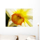 White Daffodil Selective Focus Wall Decal