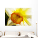 White Daffodil Selective Focus Wall Decal