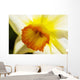White Daffodil Selective Focus Wall Decal
