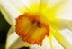 White Daffodil Selective Focus Wall Decal