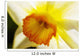White Daffodil Selective Focus Wall Decal