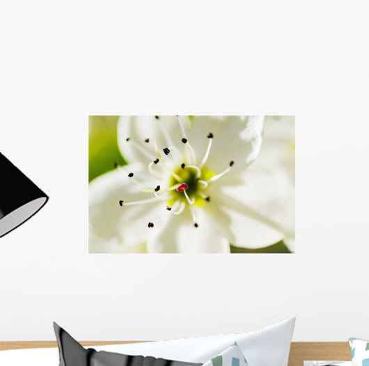 White Crocus Blossom Selective Wall Decal