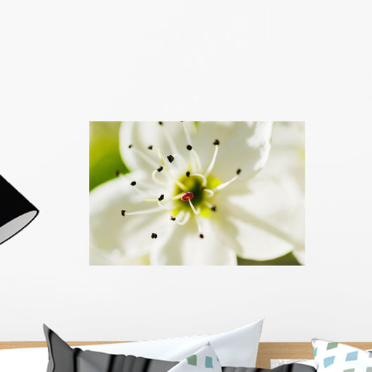 White Crocus Blossom Selective Wall Decal