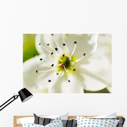 White Crocus Blossom Selective Wall Decal