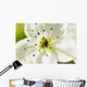 White Crocus Blossom Selective Wall Decal