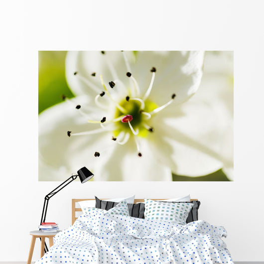 White Crocus Blossom Selective Wall Decal