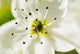 White Crocus Blossom Selective Wall Decal