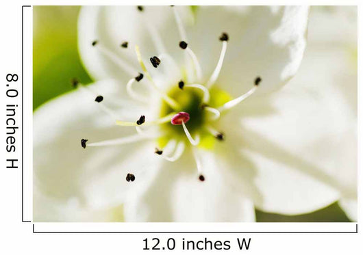 White Crocus Blossom Selective Wall Decal