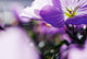 Hardy Geranium Mayflower Close-up Wall Decal