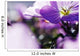 Hardy Geranium Mayflower Close-up Wall Decal