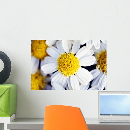 Summer Daisy Wall Decal
