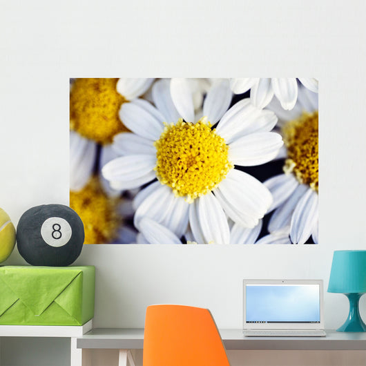 Summer Daisy Wall Decal