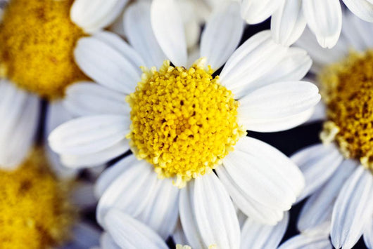Summer Daisy Wall Decal