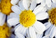 Summer Daisy Wall Decal
