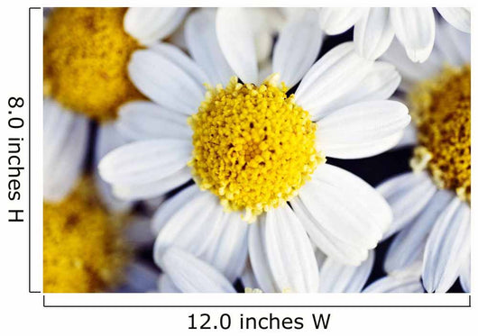 Summer Daisy Wall Decal