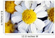 Summer Daisy Wall Decal