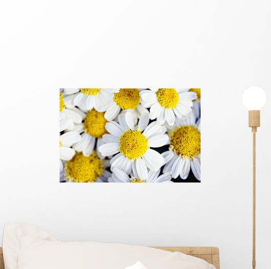 Summer Daisies Wall Decal
