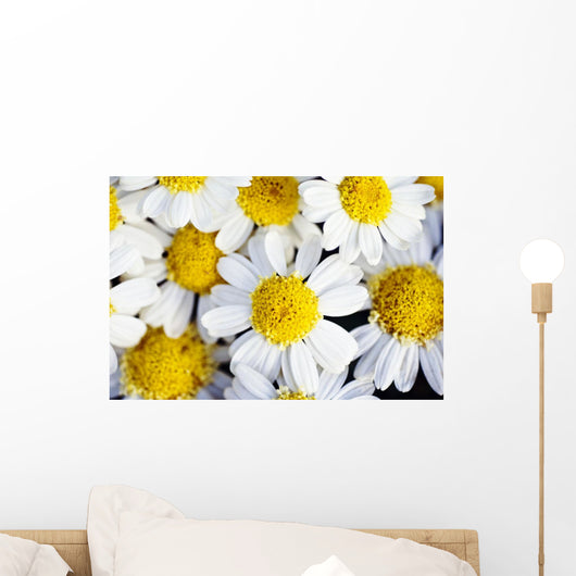 Summer Daisies Wall Decal