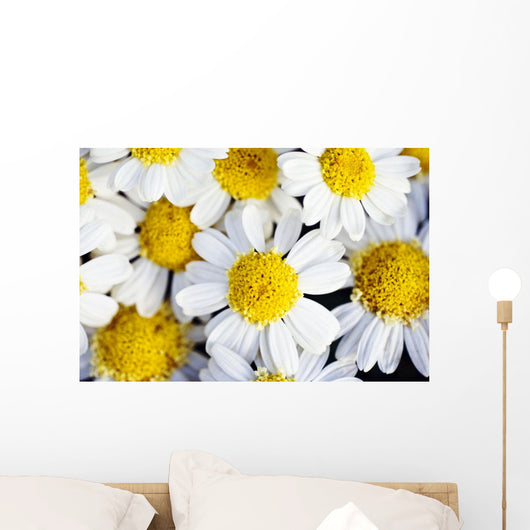 Summer Daisies Wall Decal