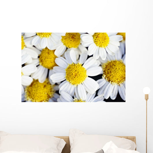 Summer Daisies Wall Decal