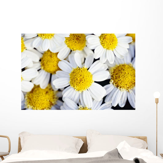Summer Daisies Wall Decal