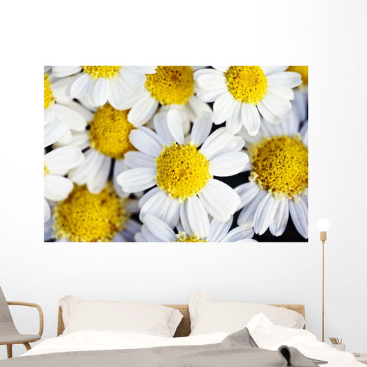 Summer Daisies Wall Decal