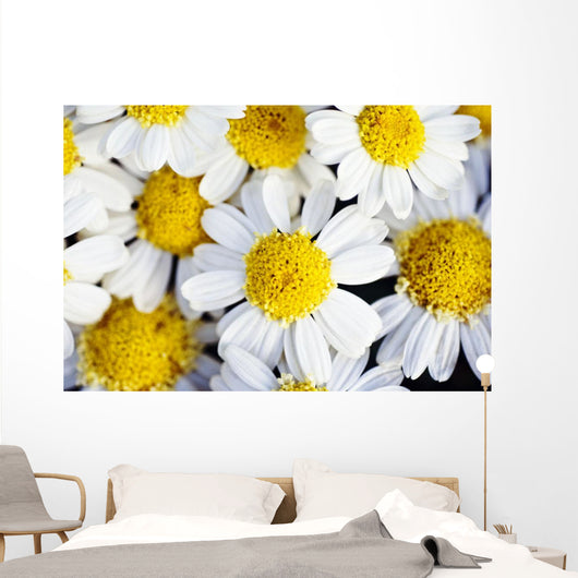 Summer Daisies Wall Decal