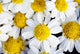 Summer Daisies Wall Decal