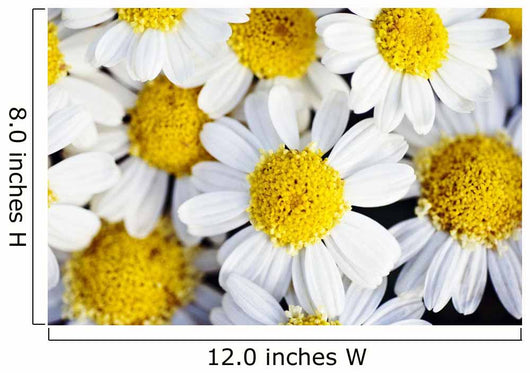 Summer Daisies Wall Decal