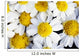 Summer Daisies Wall Decal