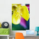 Columbine Macro Close-up Blossom Wall Decal