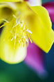Columbine Macro Close-up Blossom Wall Decal
