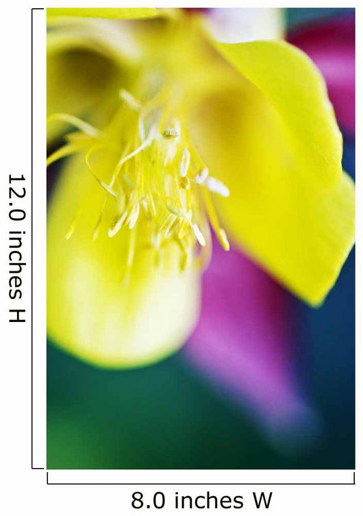 Columbine Macro Close-up Blossom Wall Decal