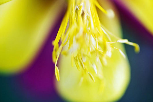 Columbine Macro Close-up Stamens Wall Decal