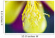 Columbine Macro Close-up Stamens Wall Decal
