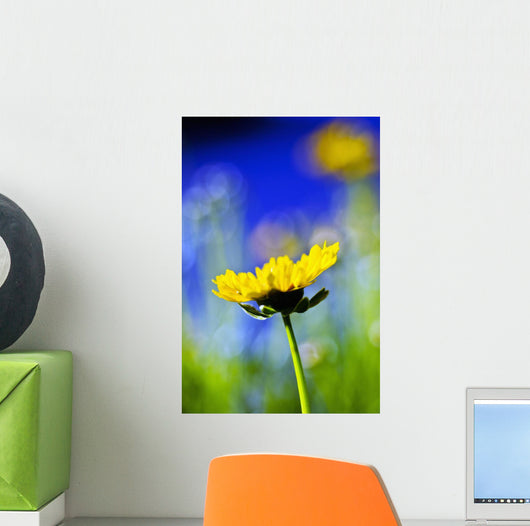 Gazania Beautiful Yellow Blossom Wall Decal Design 2