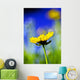 Gazania Beautiful Yellow Blossom Wall Decal Design 2