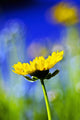 Gazania Beautiful Yellow Blossom Wall Decal Design 2